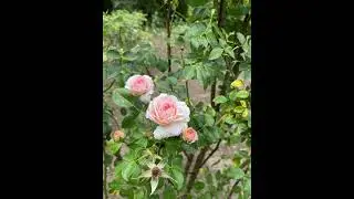 Кисловодск летом. Долина роз - это нечто! съёмка: Меленчук Данила #меленчукданила #кисловодск #розы