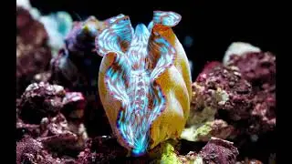 Tridacna Clam