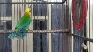 🔴 NGELATIH PIKATAN BURUNG CUCAK RANTING