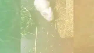 Teddy Bunny Rabbit - Miot W Karzełki Teddy