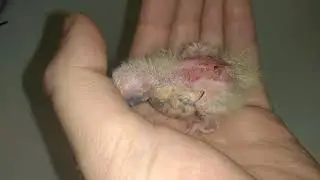 Птенец попугая Корелла. 9 дней, пощипала мама