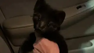 Соболь Фурия устала ждать в машине