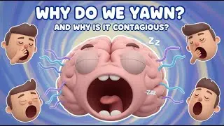 Why Do We Yawn? (And WHY Is It So Contagious?)