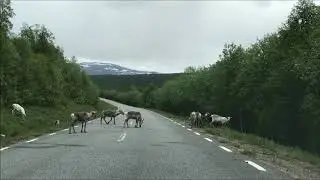 Vildmarksvägen