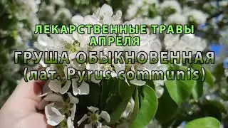 Лекарственные растения апреля "Груша обыкновенная"