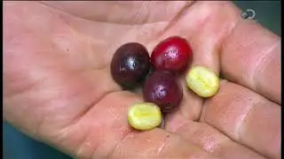 Кофе | Как это сделано?