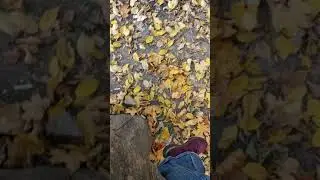 Дрендро- парк мои истории