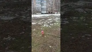 Первая прогулка без поводка
