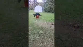 How do you teach a dog new tricks?