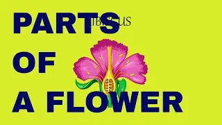 Flower Structure and its Parts | Biology |  Learn Videos For Kids | Science Videos for Kids
