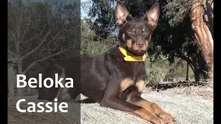 Beloka Cassie - Casterton 2022 Lot 10