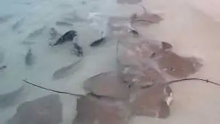 ULUA FISHING MALDIVES GT POPPING - ULTIMATE ULUA FEEDING