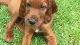 Top 10 High Energy Dog Breeds 💖💘