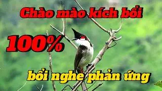 chào mào hót sáng, kích bổi căng lửa | kích chim bổi hót