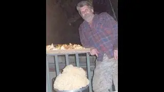 MONSTER Cauliflower Mushroom + Chanterelle picking