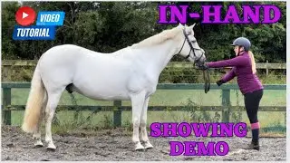 INHAND SHOWING TUTORIAL | 