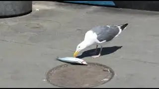 Seagull swallowing a whole fish