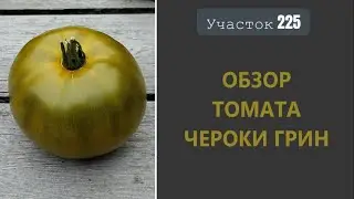 Томат Чероки грин. Бронзовый деликатес!
