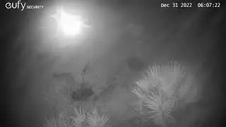 2 bobcats(?)  ne fl 31dec2022