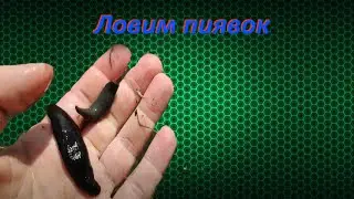 Ловим пиявок / как наловить много пиявок