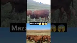 Mazzami 😱😱😱#shorts #respect