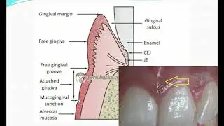 Normal Periodontium Part I (Development of periodontium and its macroscopic features)