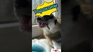 Тараканы #meerkat #сурикотики #cat #шпротик