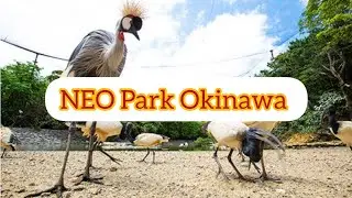 NEO Park Okinawa - дивовижна природа і барвисті тварини