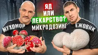 ГРИБЫ КОТОРЫЕ ШТЫРЯТ | ВСЯ ПРАВДА ПРО МИКРОДОЗИНГ! ПОМОГУТ ЛИ ГРИБЫ В СПОРТЕ? Макс Пулемет про грибы