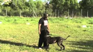 Obediencia con Hispano