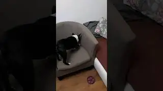 The dog hides food😂