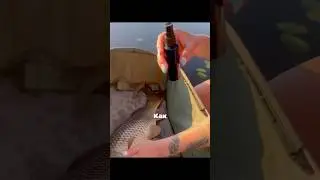 How to Properly Release a Fish😁
