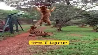 WATCH: Tiger🐯 Makes Unbelievable Jump! #shorts #short