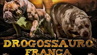 🚂 NINHADA DROGOSSAURO X FRANÇA, JUNÇÃO DE SANGUE LAUDISLAN X MONTE DOS SOARES