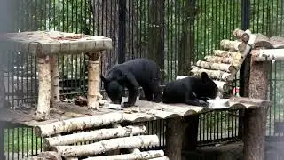 Гималайские медвежата на завтрак получили вкусную кашу, а поев уснули.