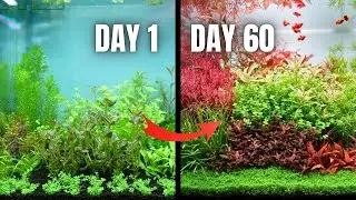 MY MOST COLOURFUL AQUARIUM! Step by Step ''Dutch Style'' Nano