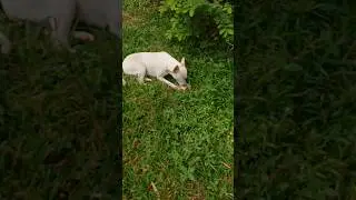 anjing lucu ketahuan makan daging enak