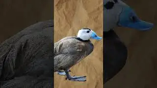 Природа - лучший дизайнер. Утка