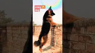 crazy smart dog   smart cute dog  angry dog