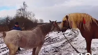 ЛОШАДИ/БАСТИОН И БАГИРА ИХ ПЕРВАЯ ВСТРЕЧА