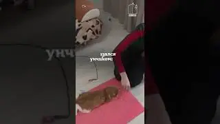 КОТ КИМ С КРИВЫМИ ЛАПКАМИ!