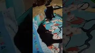 kucing hitam mistis #shorts #kucinglucu