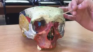 Клиническая анатомия-полость носа.