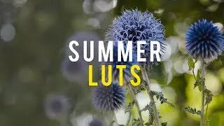 Summer LUT Pack (FREE Download!)