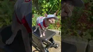 #shorts#cat#catlover
