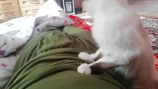 Morning wash kitty Manya snow shoe