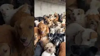 Stray Dogs  #straydogs #shorts