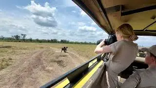 What are Kenya safari adventures like? Gamedrive on a Kenya safari