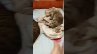 #котята сладко спят 1#сентября