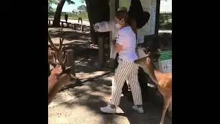 Hot Asian woman scared of deer Nara Japan